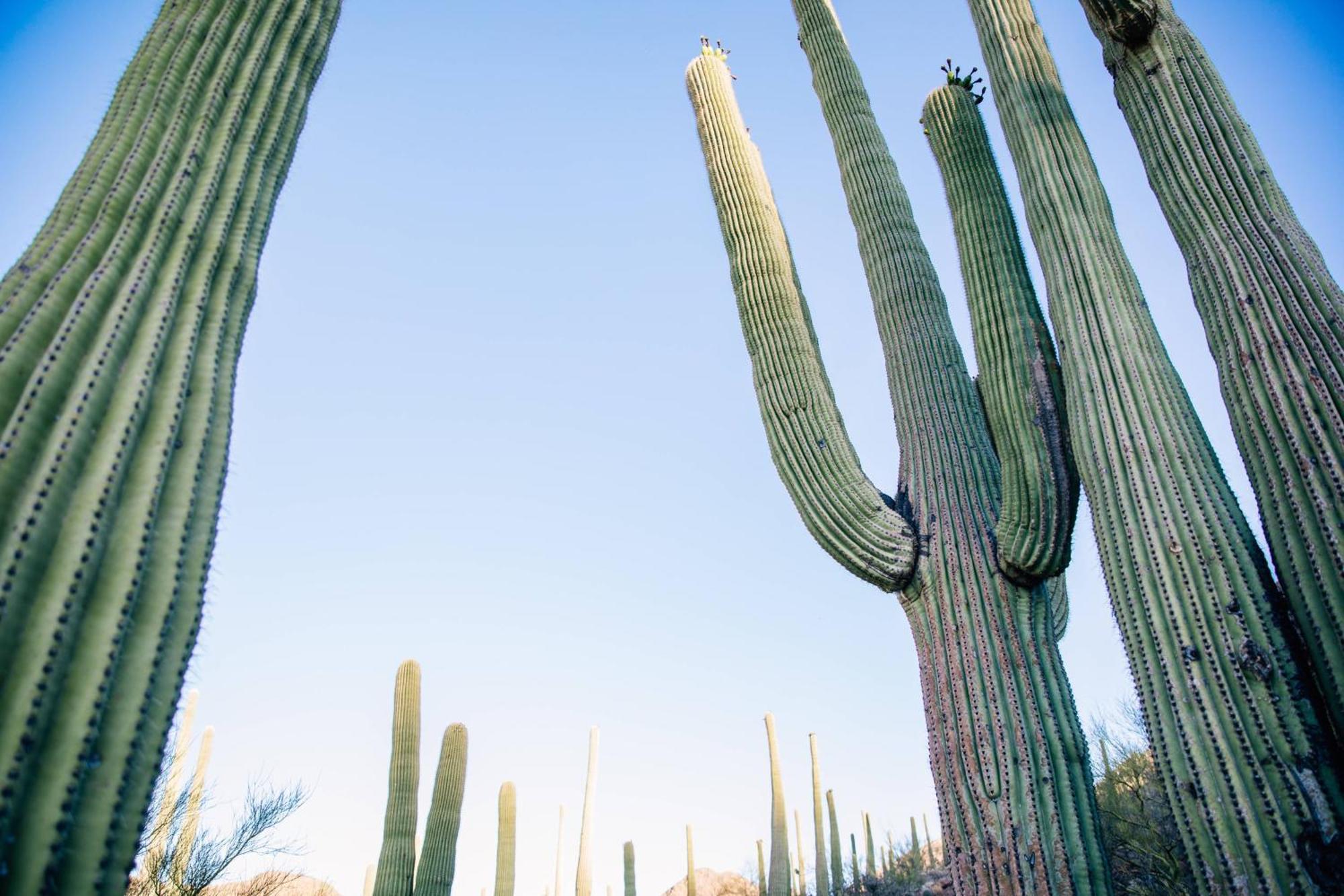 Jw Marriott Tucson Starr Pass Resort Exterior foto